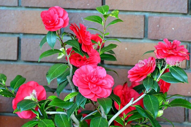 茶花/日本茶花